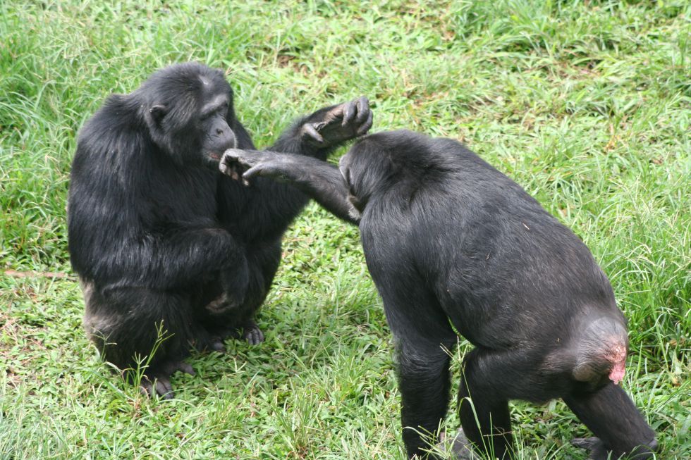 uganda szympansy